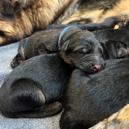 German Shepherd Puppies from Zwinger vom Schneider Wald