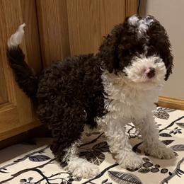 Turkey - Brown male Lagotto Romagnolo puppy in Chicago, Illinois from Midwest Lagotto Romagnolo