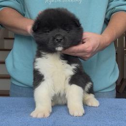 Girl 4 Pink paw collar - Black, brown undercoat female Akita puppy in Coopersburg, Pennsylvania from Main Street Akitas