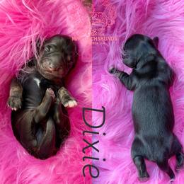 Dixie - Black and cream female Dachshund puppy in Hornbeck, Louisiana from A&Z Mini Dachshunds