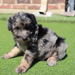 Ferrari - Blue merle male Aussiedoodle puppy in Weatherford, Texas from Grand Ole Aussies