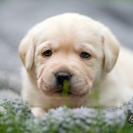 Yellow Collar - Yellow female Labrador Retriever puppy in West Newbury, Massachusetts from Riverfront K9