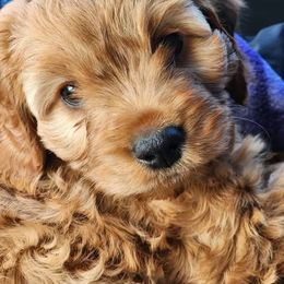 Cavapoo Puppies from Jessie's Puppies