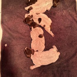 Wirehaired Pointing Griffon Puppies from High Point Griffons