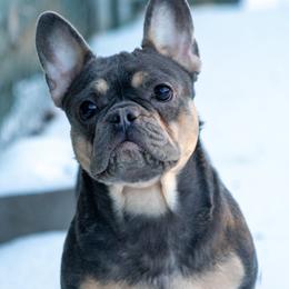 Rain - French Bulldog