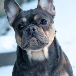 Rain - French Bulldog