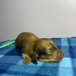 Betty - Cream female Dachshund puppy in Yucaipa, California from Motorhead Dachshunds
