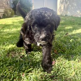 Sabrina - Black and white female Bernedoodle puppy in Springville, Utah from Oodles of Bernedoodles