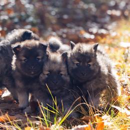 Pomsky Puppies from New World Pomskies