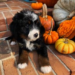 Jafar - Tri-color male Bernedoodle puppy in Alpharetta, Georgia from Doodles of Buckhead