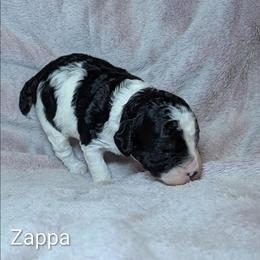 Zappa - Black and white male Cockapoo puppy in Sunset, Louisiana from Cano Cockapoos