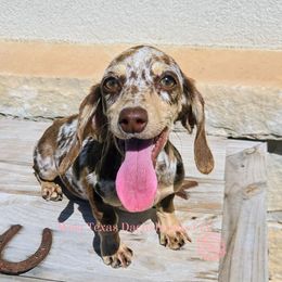 MJ - Dachshund