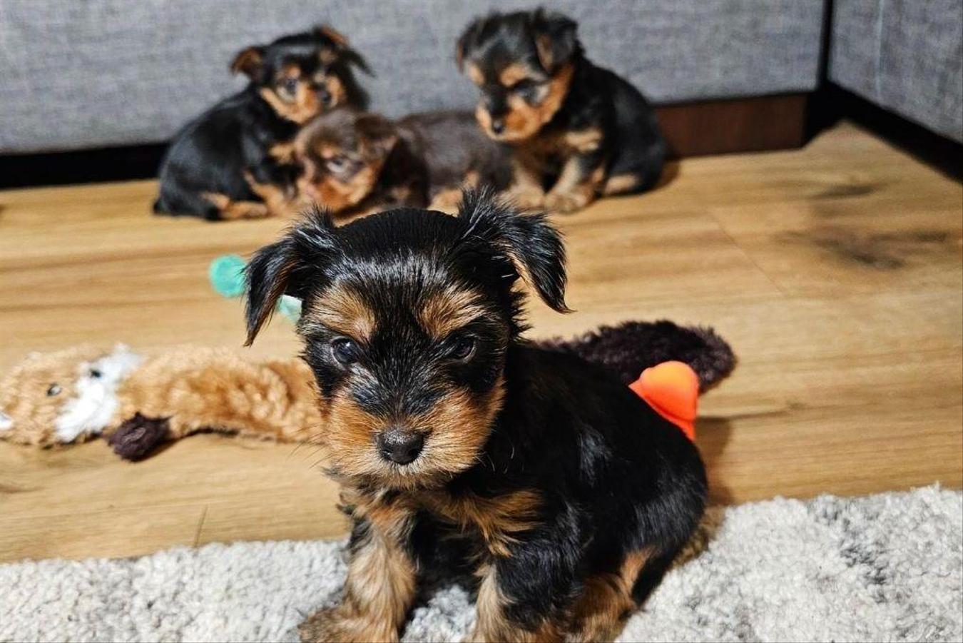 Litter of Yorkshire Terrier puppies