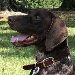 Duece - German Shorthaired Pointer