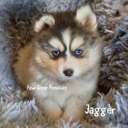 Jagger - Silver and white male Pomsky puppy in Krum, Texas from Paw-Some Pomskies