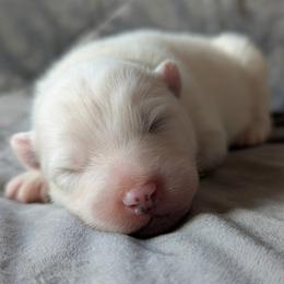 AKC Girl 'Taro' - White female Samoyed puppy in Tombstone, Arizona from High Lonesome