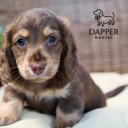 Cosmic - Chocolate and cream male Dachshund puppy in Zephyrhills, Florida from Dapper Doxies