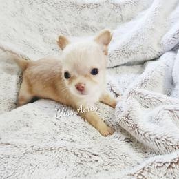 Harrison - Gold and white male Chihuahua puppy in Ponca City, Oklahoma from Bliss Acres Farm