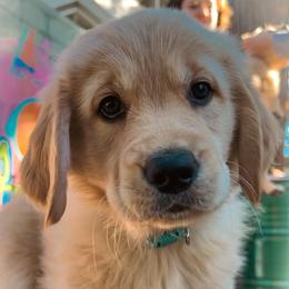 Golden Retriever Puppies from Golden Poppy Retrievers