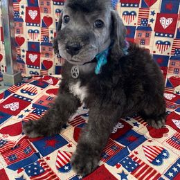 Bedlington Terrier Puppies from Dreamcatcher's Bedlingtons