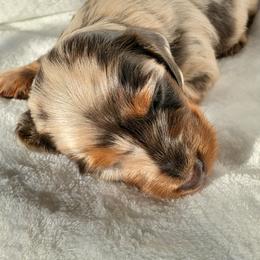 Daphni - Fawn (isabella) and tan female Dachshund puppy in Mountain Grove, Missouri from Callaway Country Dachshunds