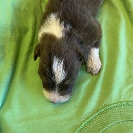 Chad - Red tri-color male Australian Shepherd puppy in Hammond, Louisiana from Gold Ring Australian Shepherds