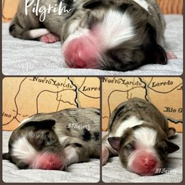 (1) Pilgram - Blue merle male Australian Shepherd puppy in Huntington, Texas from JKKJ Farms