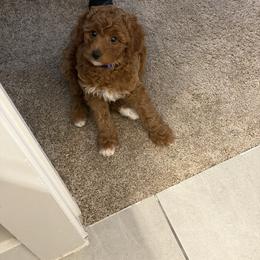 Stormy - Goldendoodle