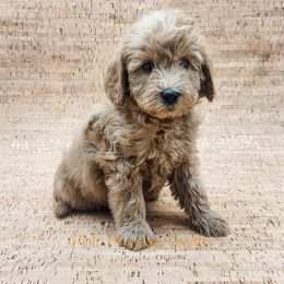 Double Doodle, Labradoodle, and Sheepadoodle Puppies from Mule Mountain Doodles