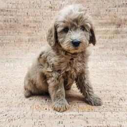 Double Doodle, Labradoodle, and Sheepadoodle Puppies from Mule Mountain Doodles