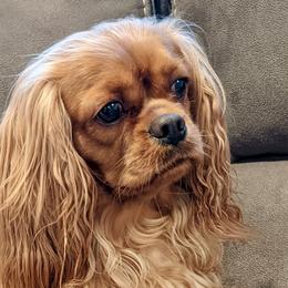 Cavalier King Charles Spaniels and Cavapoos from Terrace Cavaliers and Cavapoo’s