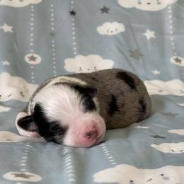 Jasper - Blue merle male Miniature Australian Shepherd puppy in Wesley Chapel, Florida from August Oaks Aussies