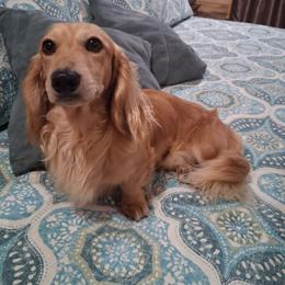 Remi - Dachshund