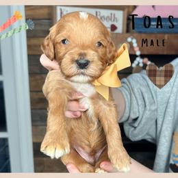 Toast - Red  male Goldendoodle puppy in Hilton, New York from The House of Goldendoodle