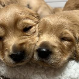 Golden Retrievers from New Beginnings Acres