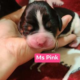 Ms Pink - Black white and tan female English Springer Spaniel puppy in Montville, Connecticut from Hillside Springs Farm