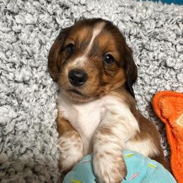 Sydney - Chocolate male Dachshund puppy in Oscoda, Michigan from Northland Dachshunds