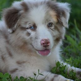 Benjamin - Australian Shepherd puppy in Redfield, Kansas from CY Ranch Aussies