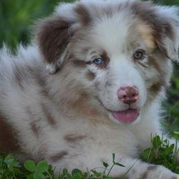Benjamin - Australian Shepherd puppy in Redfield, Kansas from CY Ranch Aussies