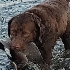 johnny - Chesapeake Bay Retriever