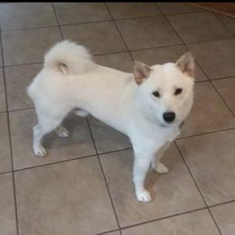 Tyrion - Shiba Inu
