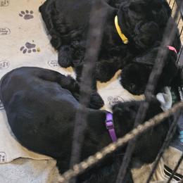 Female 2 - Black female Giant Schnauzer puppy in Danville, Indiana from Surefoot Giant Schnauzers