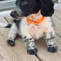 Oscar - Piebald male Dachshund puppy in Midland, Texas from The Barefield Doxies