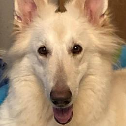 Dora - German Shepherd