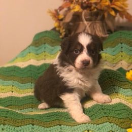 Australian Shepherd and Toy Australian Shepherd Puppies from Dogs B4 Dudes Aussies