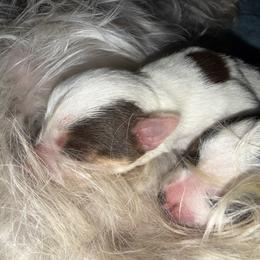 Yorkshire Terrier Puppies from Cristy’s Yorkies