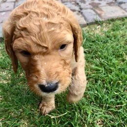 Goldendoodle and Labradoodle Puppies from West Valley Doodles