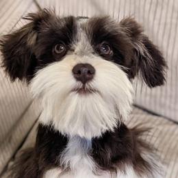 Okena - Miniature Schnauzer