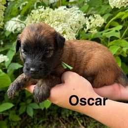 Boy 2 - Wheaten male Soft Coated Wheaten Terrier puppy in Newark, Ohio from Valleydayle Doodles and Wheatens