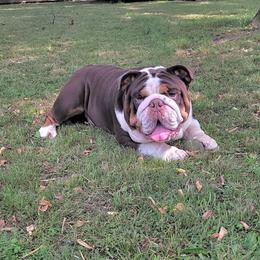 Bulldog puppies from Rolo’s